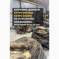 Купуємо шкіри куниці та бобра ДОРОГО оптом та вроздріб