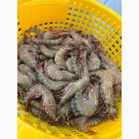 Special Offer - Frozen Bonito (Пеламида / Пиламида) Frozen on board, size 1 kg+, price 150