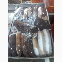 Special Offer - Frozen Bonito (Пеламида / Пиламида) Frozen on board, size 1 kg+, price 150