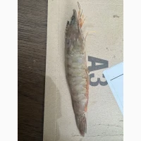 Special Offer - Frozen Bonito (Пеламида / Пиламида) Frozen on board, size 1 kg+, price 150