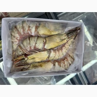 Special Offer - Frozen Bonito (Пеламида / Пиламида) Frozen on board, size 1 kg+, price 150