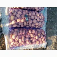 Продам товарну та посадкову картошку
