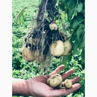 Продам молоду картоплю з поля