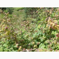 Продам фермерську малину оптом Запорізька обл