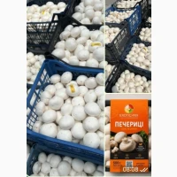 Продам ШАМПІНЬОНИ(печериці) від виробника(Київська область)
