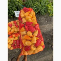 Продам перець сорт Керіл, Білозірка