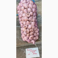 Продам домашній ярий часник