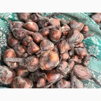 Продам оптом колхікум цибулини