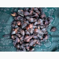 Продам оптом колхікум цибулини