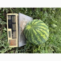 Продам свій кавун Бомбейро 50-100т