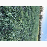 Продам свій кавун Бомбейро 50-100т