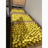 Продам яблука:Гала Шніко Ред гарноі якості Вінницька обл