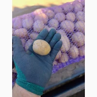 Продам посадкову картоплю Арізона