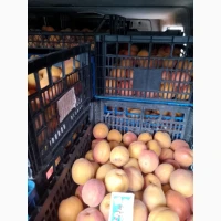 Продам пізній абрикос сорт Фардао