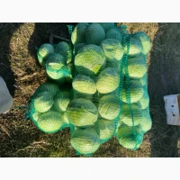 Продам капусту Агресор