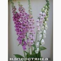 Физостегия виргинская саженцы