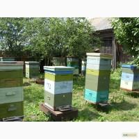 Продам пасеку 20 семей + оборудование. НЕДОРОГО