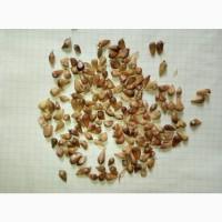 Підприємство реалізує посівний матеріал часнику ВОЗДУШКА