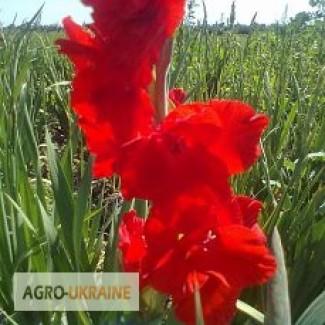 Продам недорого луковицу гладиолусов