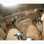 Продам ягнят