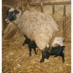 Продам ягнят