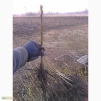 Продам подвой грецкого ореха