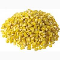 Продам кукурузу на экспорт от поставщика С 5 000 тысяч тонн