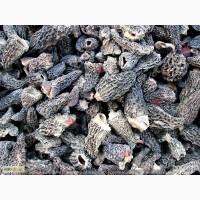 ᐉ 2018 СМОРЧКИ ГРИБЫ Купить Москва! Продам Сушёный Сморчок Фото! Грибы Цена Завод