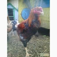 Продам інкубаційне яйце курей породи малайська бійцева