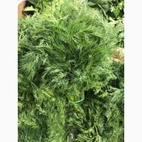 Продам Укроп крупным и мелким оптом недорого