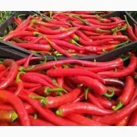 Продам перец красный острый