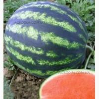 Продам семена арбуза
