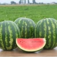 Продам семена арбуза