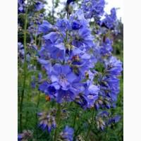 Куплю Синюху