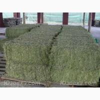 Продам сiно люцерни в тюках