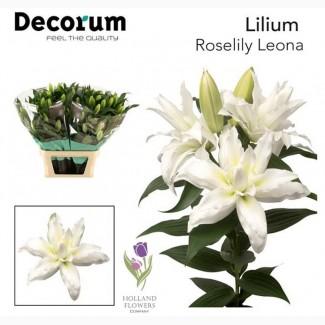 Lílium, Лилия, ОПТ, Киев, Украина, к 8 Марта, до 8 Березня
