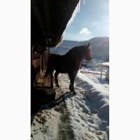 Продам кобилу ваговоза