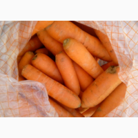 Продам морковь
