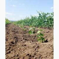Саджанці Винограда Сфінкс