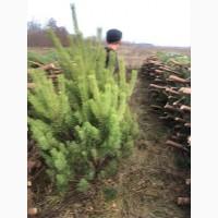 Продам новорічні сосни.Живые пушистые новогодние сосны
