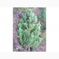 Продам новорічні сосни.Живые пушистые новогодние сосны