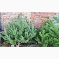 Продам новорічні сосни.Живые пушистые новогодние сосны