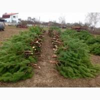 Продам новорічні сосни.Живые пушистые новогодние сосны