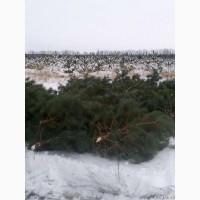 Продам новорічні сосни.Живые пушистые новогодние сосны