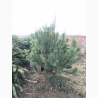 Продам новорічні сосни.Живые пушистые новогодние сосны