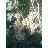 Продам технічні сорти винограду