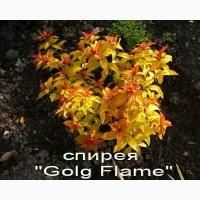 Спирея «Goldflame» декоративный кустарник