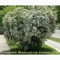 Спирея «Goldflame» декоративный кустарник