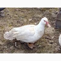 Продам семью мускусных уток
