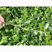 Соя рання посівна